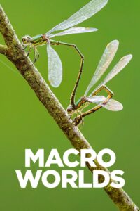 Macro Worlds – Season 1
